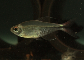 Hemigrammus filamentosus