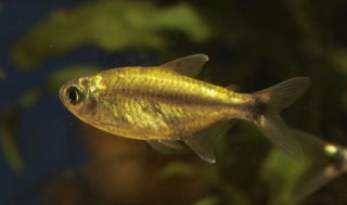 Hemigrammus vorderwinkleri