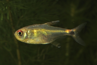 Holopristis ocellifera