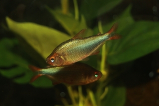 Hyphessobrycon coelestinus