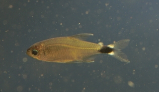 Hyphessobrycon elachys