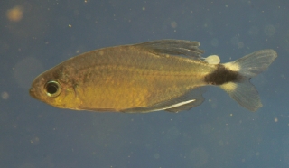 Hyphessobrycon elachys
