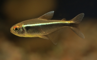 Hyphessobrycon herbertaxelrodi