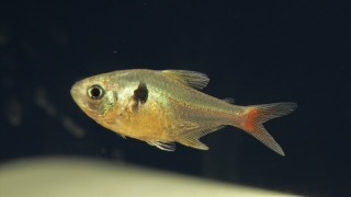 Hyphessobrycon roseus
