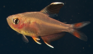 Hyphessobrycon troemneri