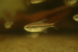 Hyphessobrycon vilmae