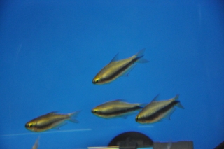 Inpaichthys kerri