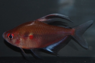 Megalamphodus erythrostigma