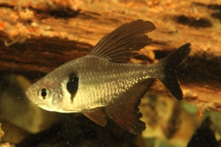 Megalamphodus megalopterus