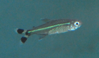 Moenkhausia intermedia