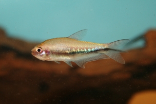 Nematobrycon lacortei