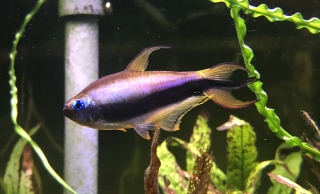 Nematobrycon palmeri