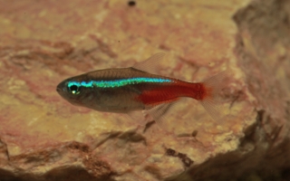 Paracheirodon innesi