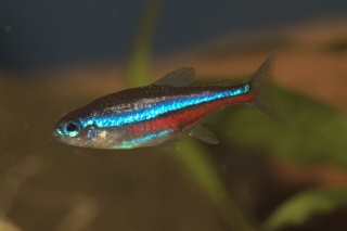 Paracheirodon simulans