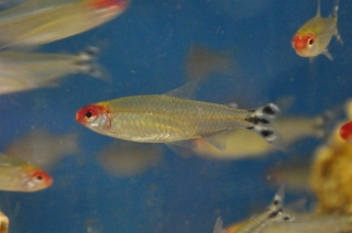 Petitella georgiae