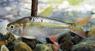 Psalidodon fasciatus