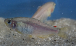 Rachoviscus graciliceps