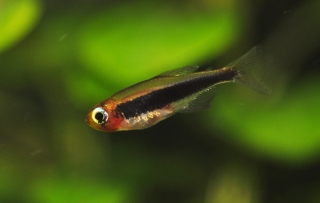 Tucanoichthys tucano