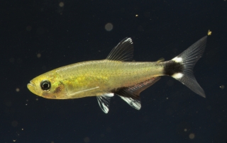 Aphyocharax nattereri