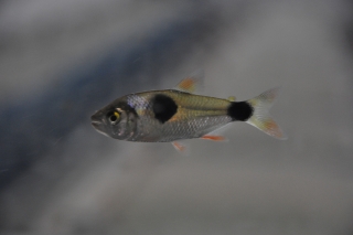 Exodon paradoxus Exodon paradoxus