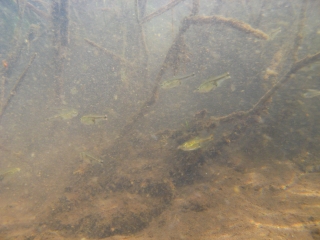 Kolpotocheirodon theloura