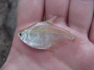 Tetragonopterus chalceus Tetragonopterus chalceus