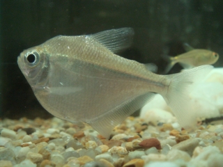 Metynnis argenteus Metynnis argenteus