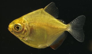 Metynnis hypsauchen Metynnis hypsauchen