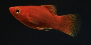 Xiphophorus maculatus
