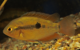 Herotilapia multispinosa