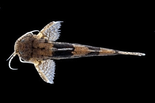 Akysis bilustris Akysis bilustris