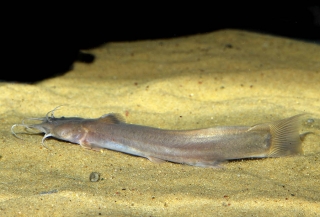 Amblyceps cerinum Amblyceps cerinum