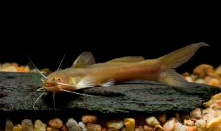 Amblyceps crassioris Amblyceps crassioris