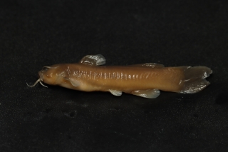 Amblyceps tenuispinis Amblyceps tenuispinis