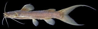 Amblyceps variegatum Amblyceps variegatum