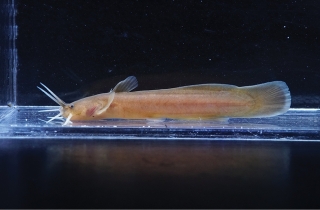 Liobagrus anguillicauda Liobagrus anguillicauda