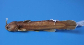 Liobagrus anguillicauda