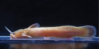 Liobagrus brevispina Liobagrus brevispina