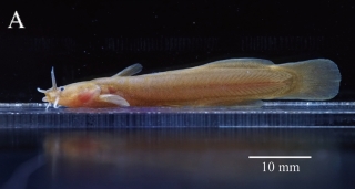 Liobagrus chengduensis Liobagrus chengduensis