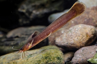 Liobagrus chenhaojuni Liobagrus chenhaojuni