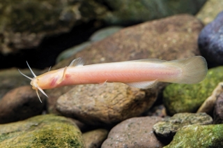 Liobagrus chenhaojuni