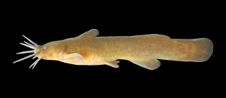 Liobagrus geumgangensis Liobagrus geumgangensis