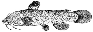 Liobagrus kingi Liobagrus kingi