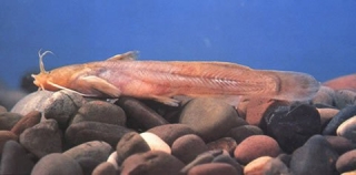 Liobagrus marginatoides Liobagrus marginatoides