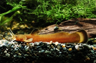 Liobagrus mediadiposalis Liobagrus mediadiposalis