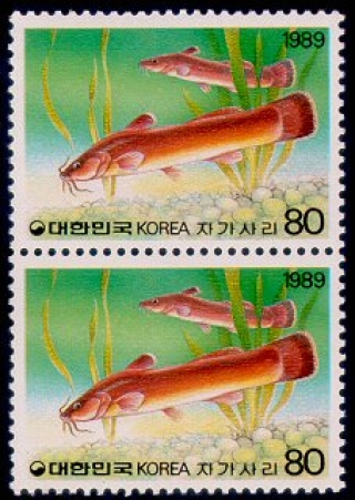 Liobagrus mediadiposalis