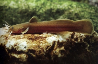 Liobagrus obesus Liobagrus obesus