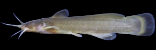 Liobagrus somjinensis Liobagrus somjinensis