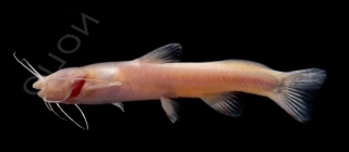 Proliobagrus dorsalis Proliobagrus dorsalis