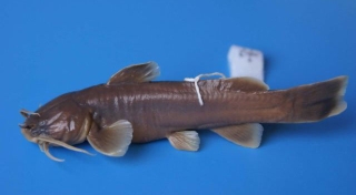 Xiurenbagrus gigas Xiurenbagrus gigas